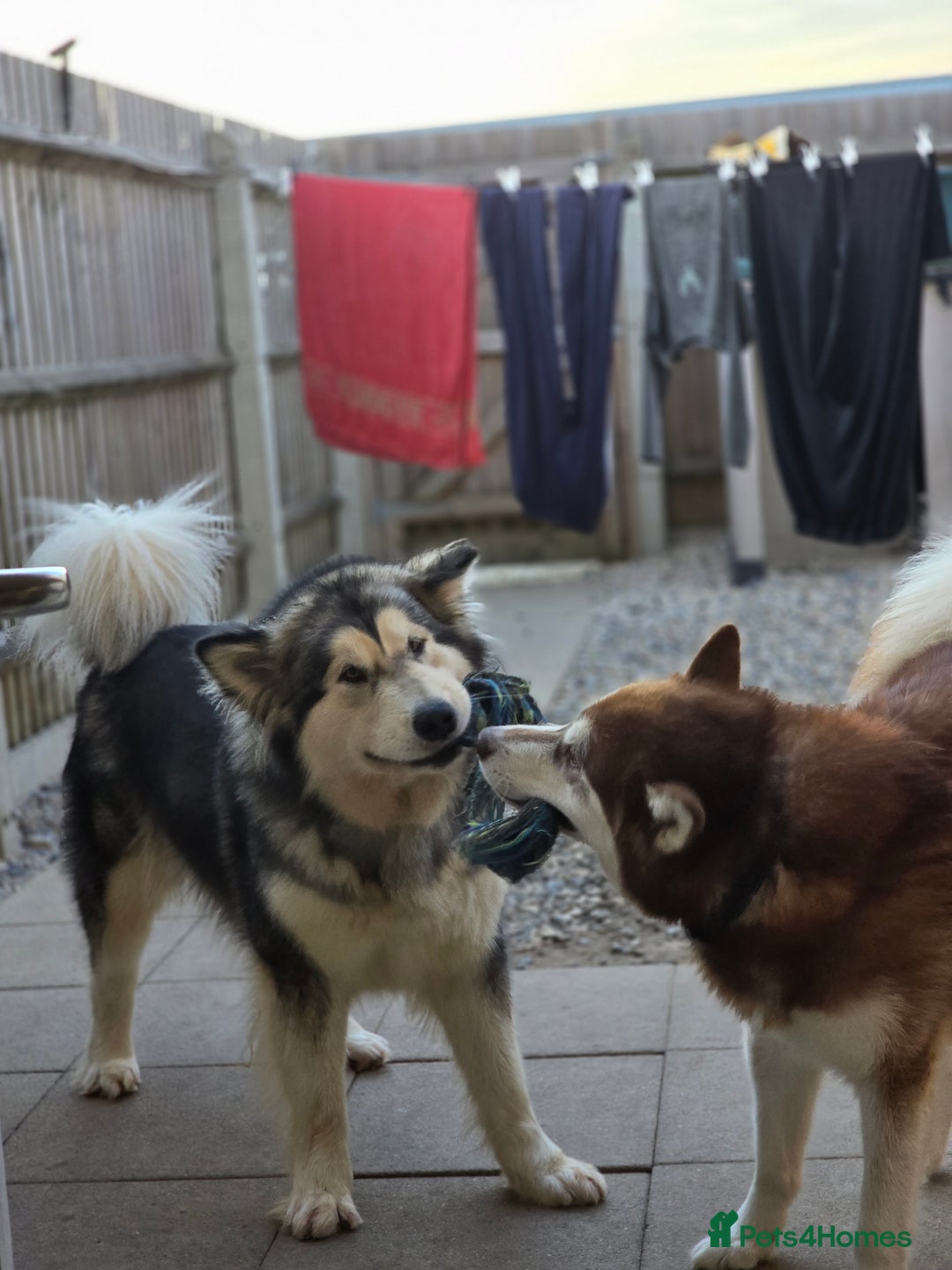 Alaskan Malamute dogs for sale: Alaskan malamute puppies for sale - Image 10