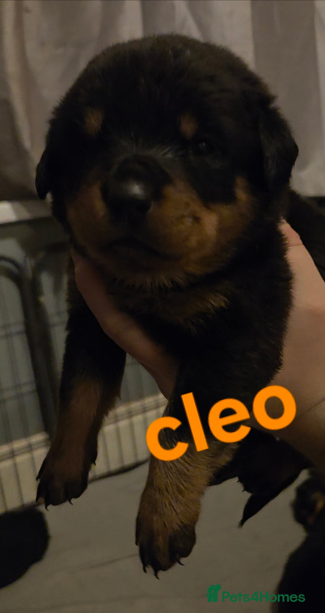 Rottweiler dogs for sale: Rottweiler puppies - Advert 37