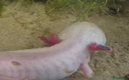 Axolotl reptiles for sale: Male axolotl for rehoming-experienced keeper only - Image 2