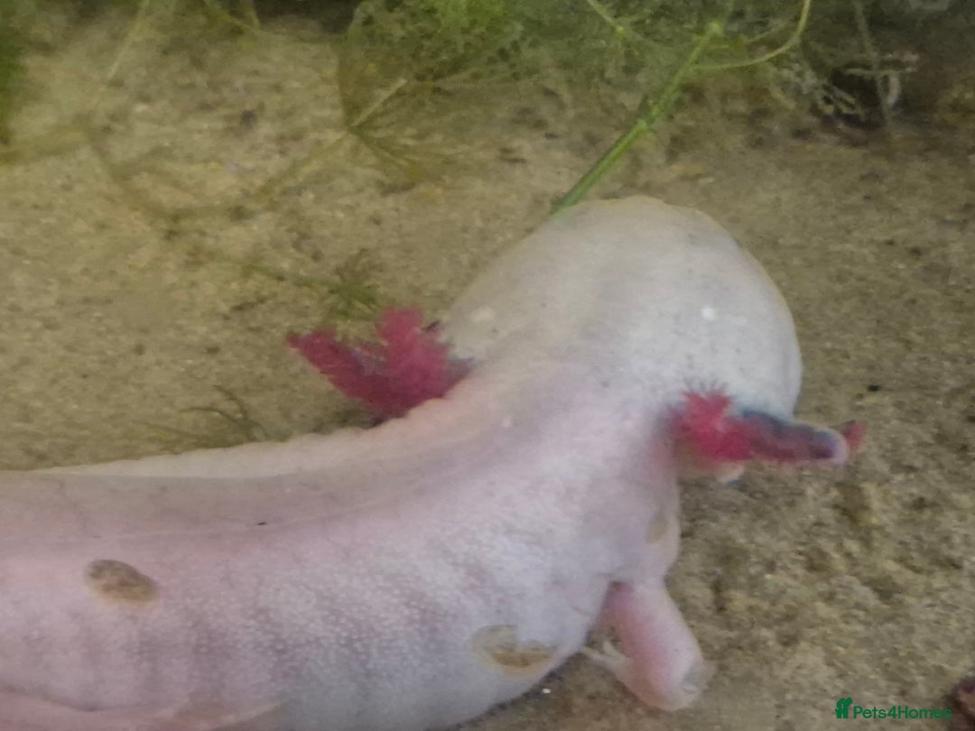 Axolotl reptiles for sale: Male axolotl for rehoming-experienced keeper only - Image 2