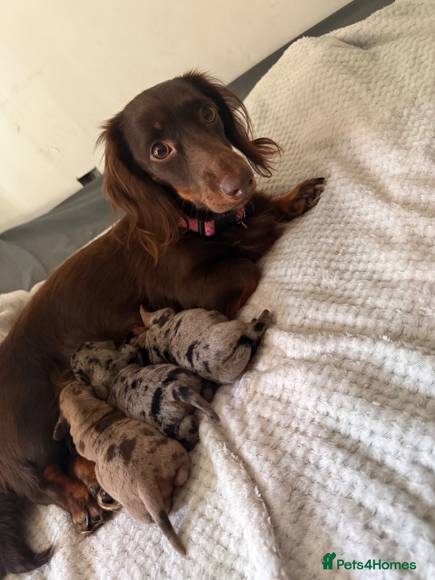 Miniature Dachshund dogs for sale: 2 dapple female mini dachshunds  - Advert 11