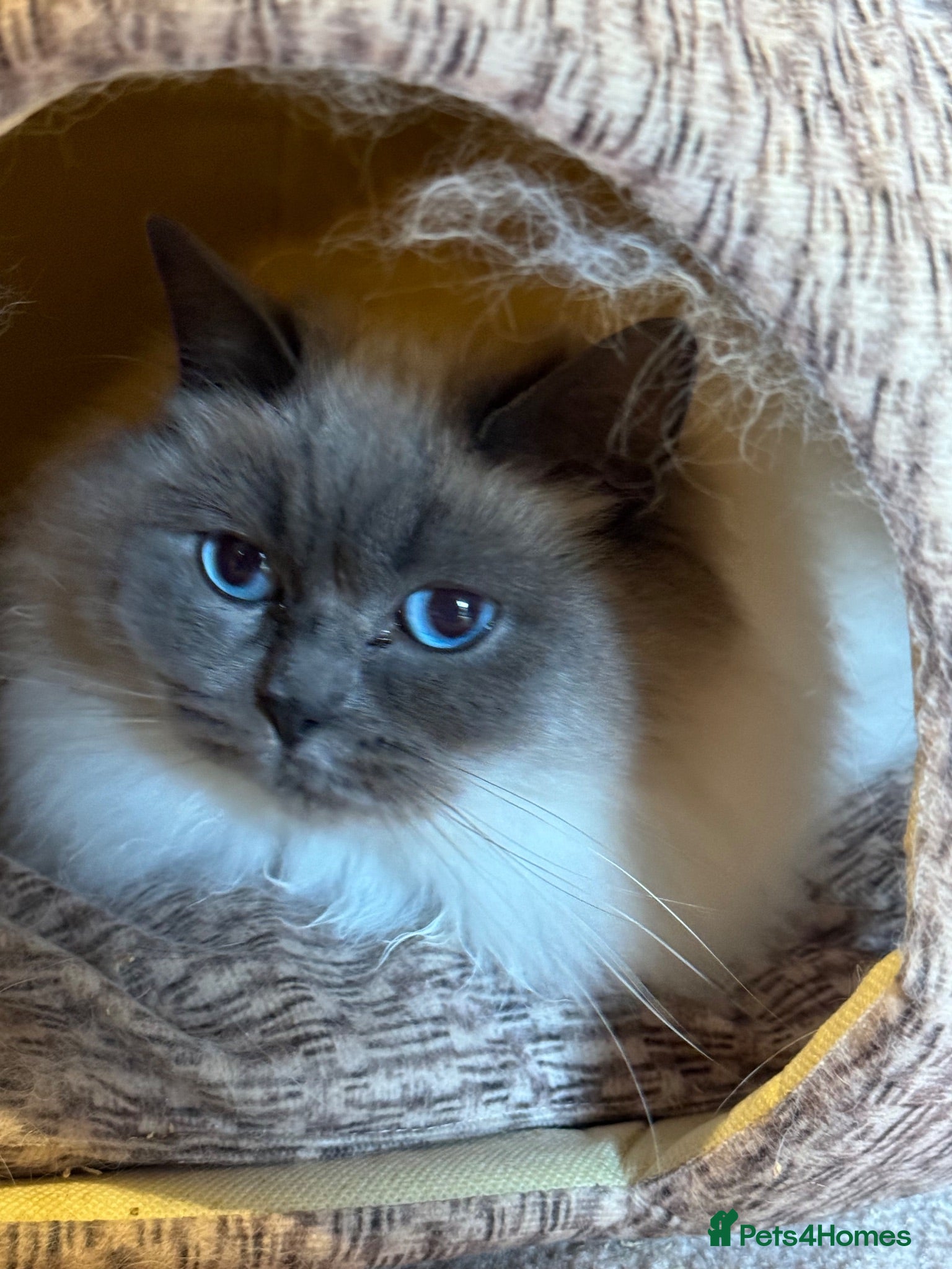 Maine Coon cats Retired Queens , Maine coon and Ragdoll  - Advert 3