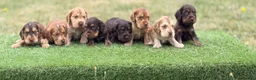 Cocker Spaniel dogs for sale: ⭐️stunning show type cocker spaniel puppies⭐️ - Advert 5