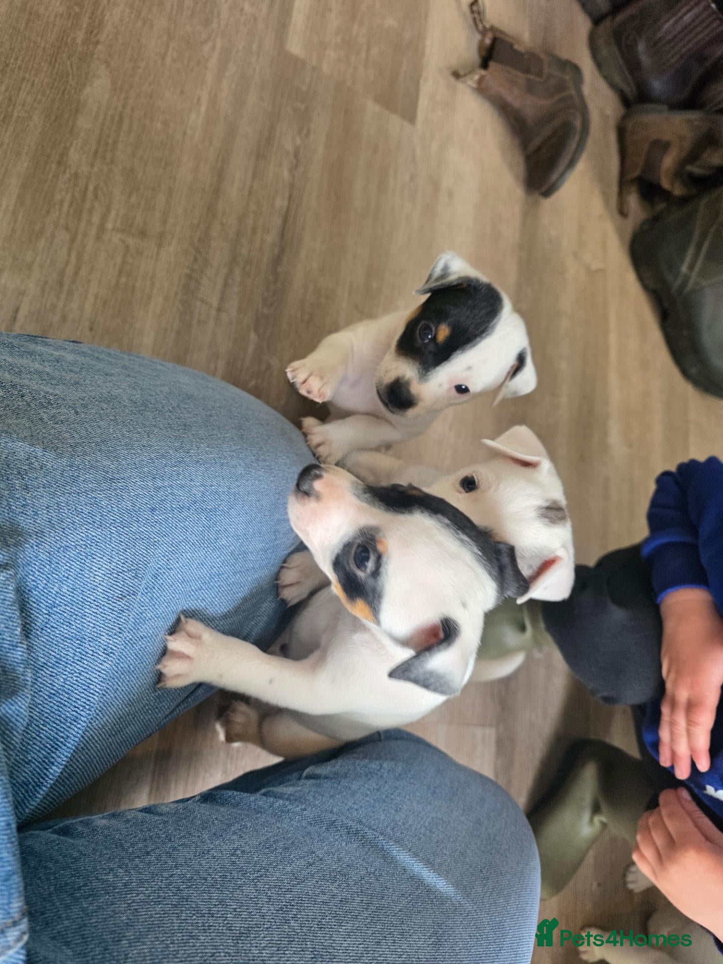 Jack Russell dogs Jack russell puppies - Advert 2