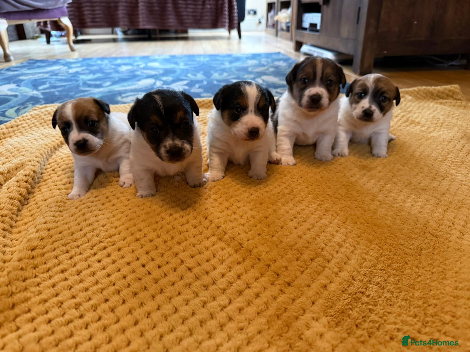 Jack Russell dogs Beautiful Farm Bred Jack Russell Puppies  - Advert 14