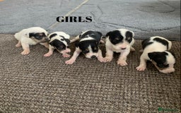 Jack Russell dogs for sale: Jack Russell puppy’s  - Image 1