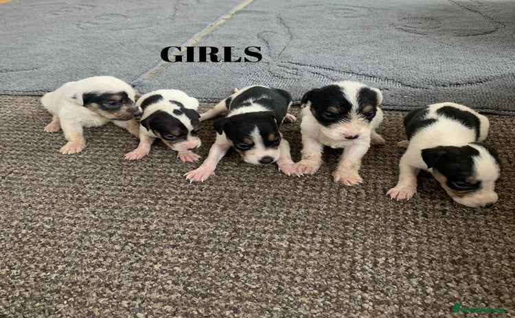 Jack Russell dogs - Advert 3