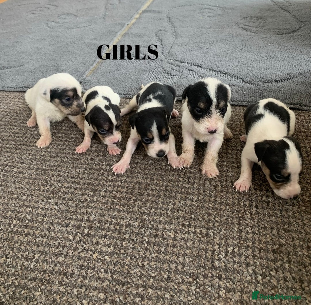 Jack Russell dogs for sale: Jack Russell puppy’s  - Image 1
