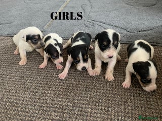 Jack Russell dogs - Advert 2