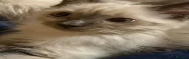 Ragdoll 6