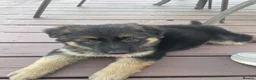 German Shepherd dogs for sale: Five German shepherd ready now in Liverpool - Advert 3