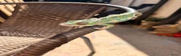 Chameleon reptiles for sale: Panther chameleon  - Advert 3