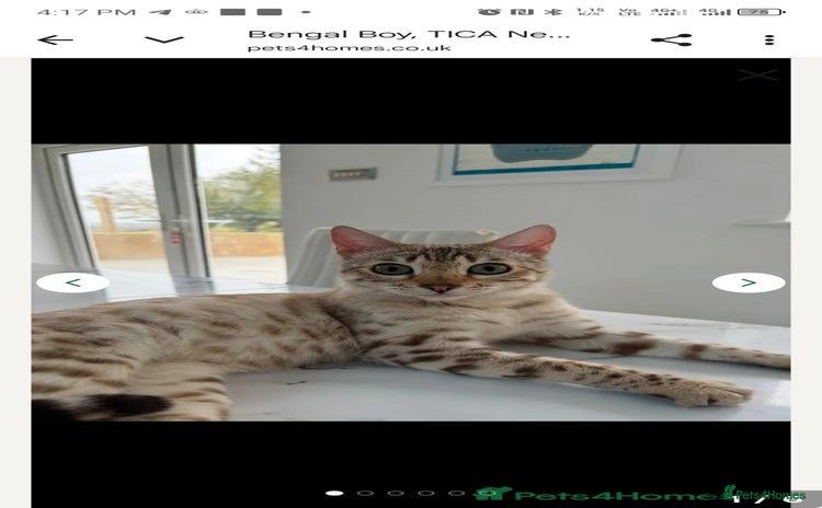 Bengal cats - Advert 4