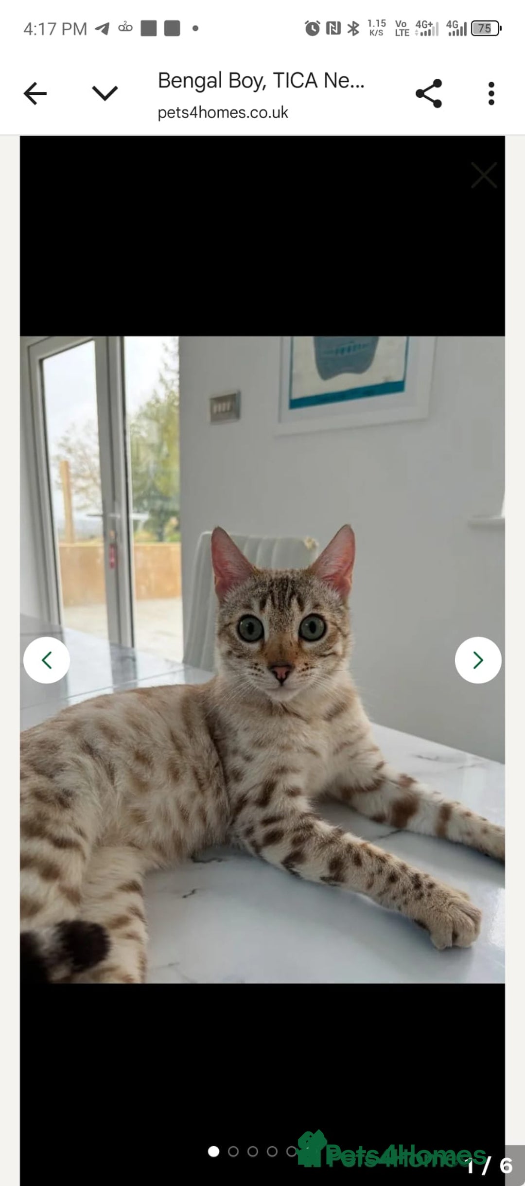 Bengal cats for sale: Bengal  - Image 1