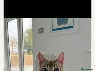 Bengal cats for sale - Advert 1