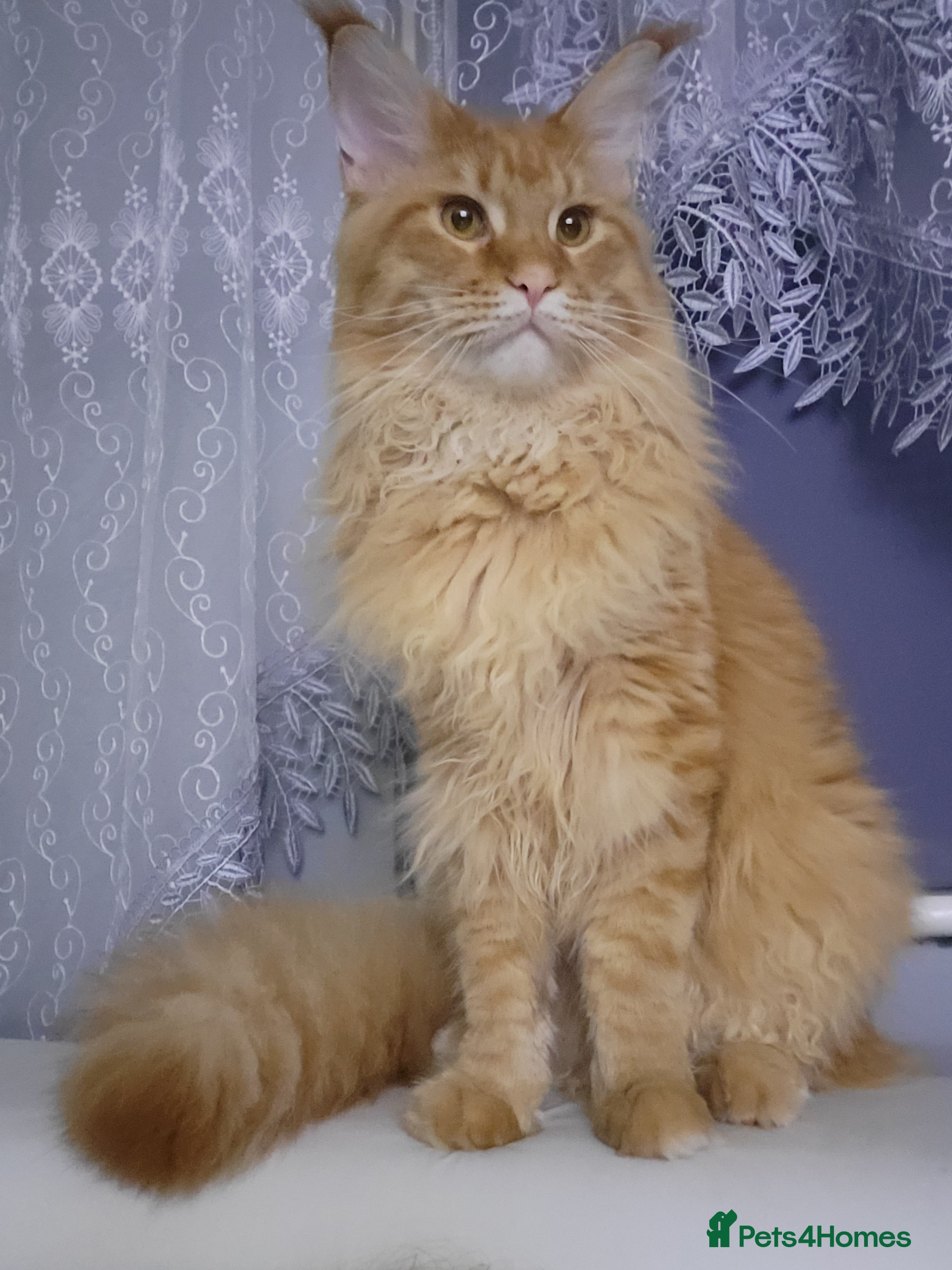 Maine Coon cats Maine coon for stud  in Southampton - Advert 5