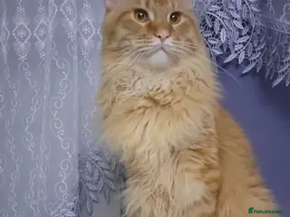 Maine Coon cats Maine coon for stud in Southampton - Advert 9