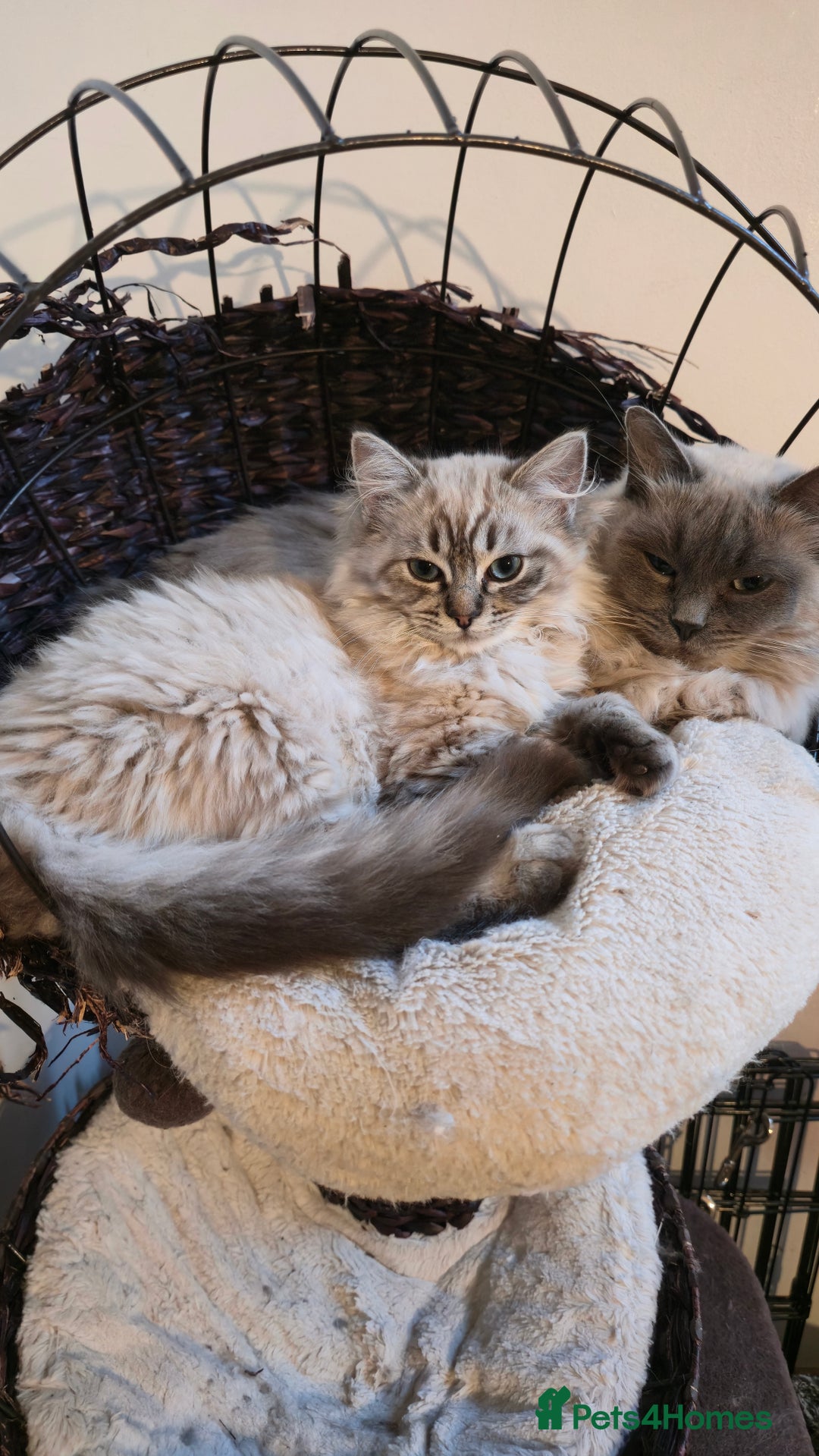 Ragdoll cats for sale: Adorable Ragdoll cross Scottish Straight - Advert 3