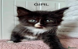 Ragdoll cats for sale: X Ragdoll kittens - Image 2