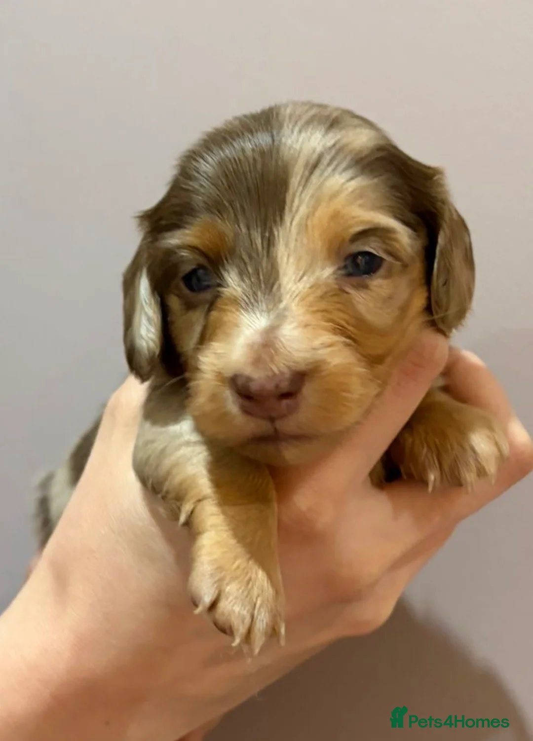 Miniature Dachshund dogs for sale: Beautiful Miniature dachshunds  - Advert 2