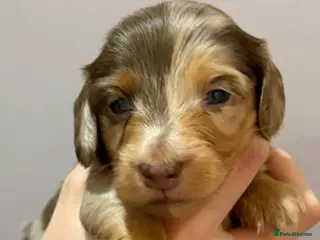 Miniature Dachshund dogs Beautiful Miniature dachshunds - Advert 18