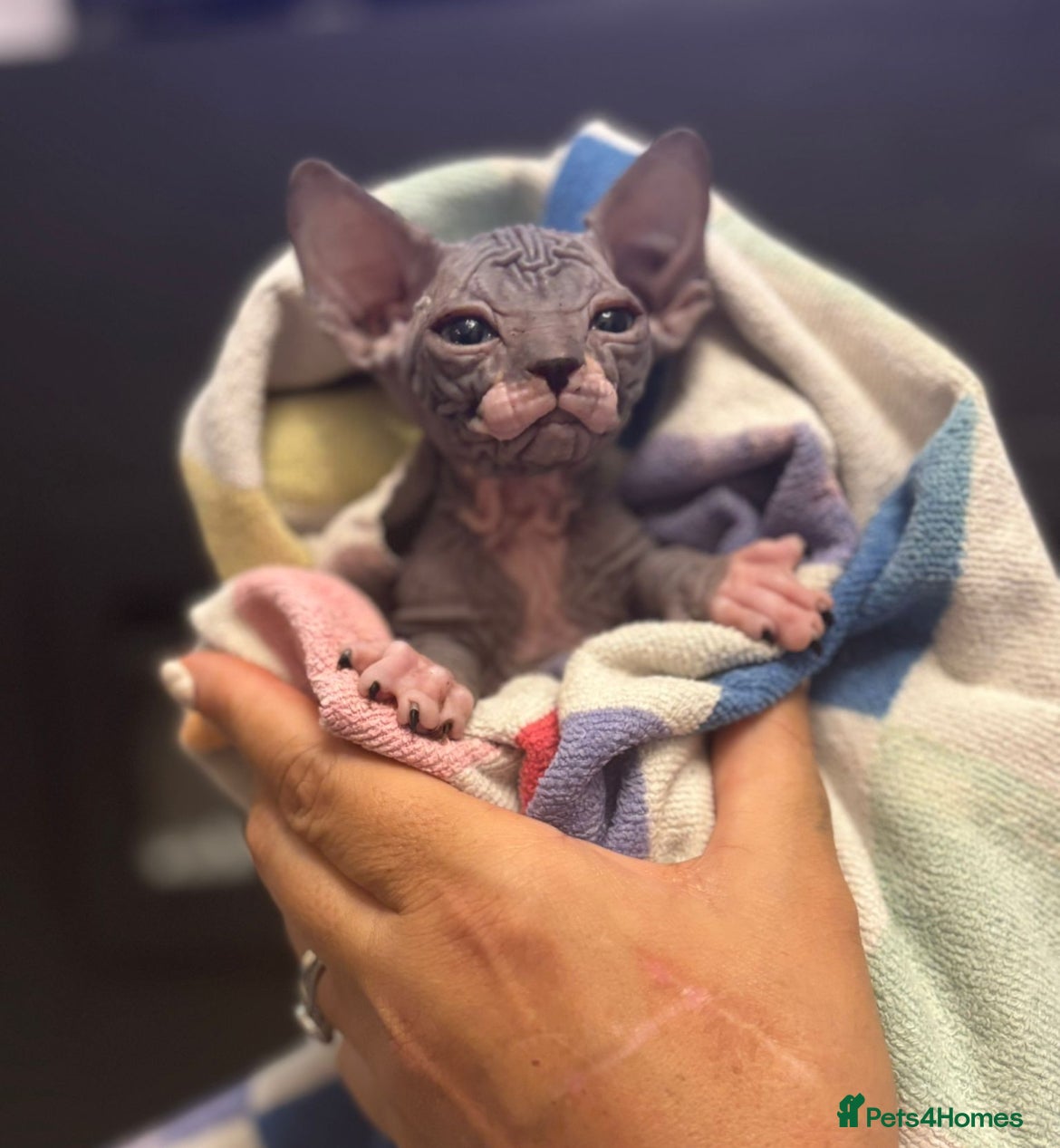 Sphynx cats Last stunning boy available! - Advert 6
