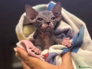 Sphynx cats Last stunning boy available! - Advert 6