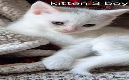 Maine Coon cats for sale: Maincoon kittens  - Image 5
