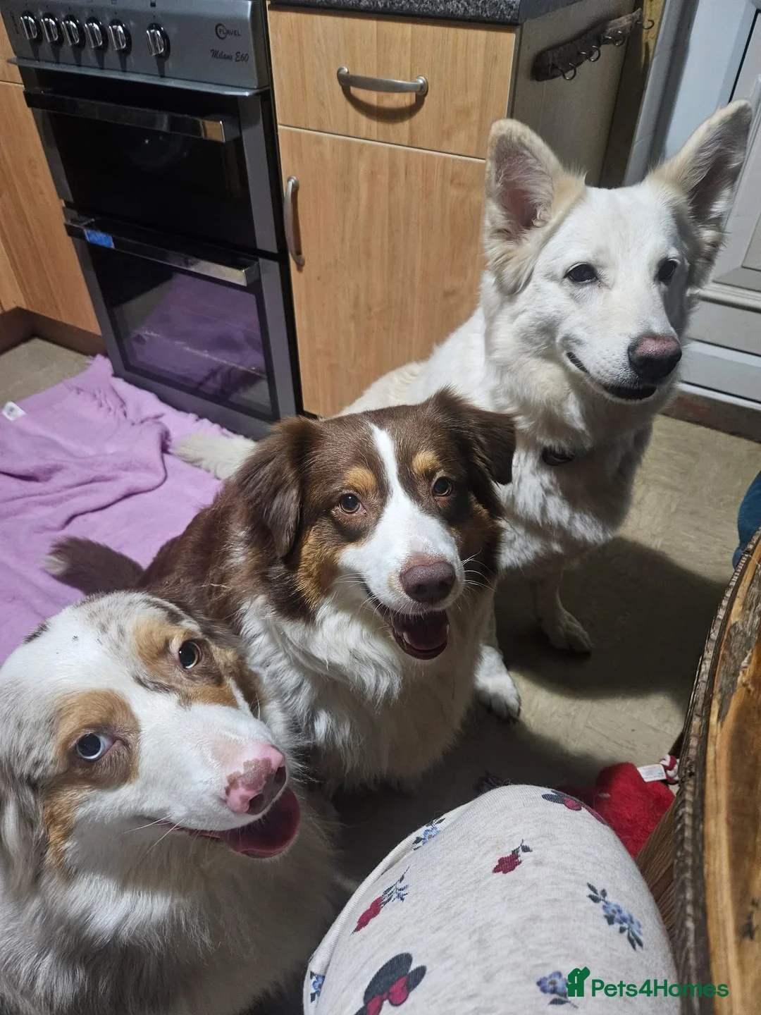 Australian Shepherd dogs for sale: Expected KC & health tested litter of Aussie pups - Advert 2