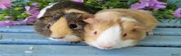 Guinea Pig rodents for sale: Bonded pair of boars - Advert 3