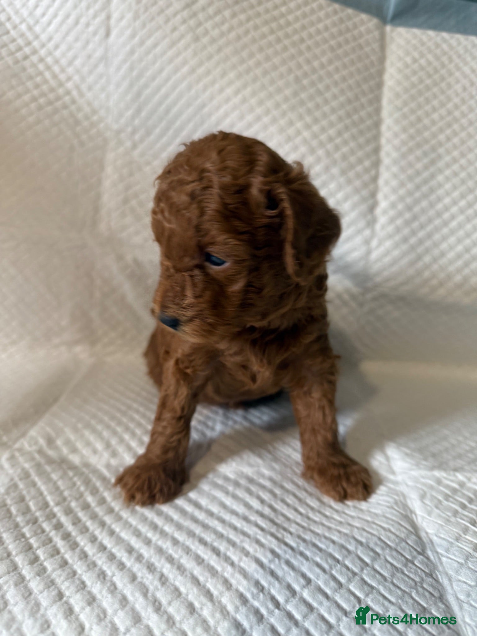 Miniature Poodle dogs Kc registered red minature puppy’s  - Advert 2