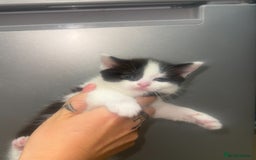 Ragdoll cats for sale: (2 GIRLS LEFT) 3 BiColour Ragdoll Ready in 3Weeks - Image 19