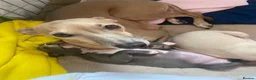 Italian Greyhound dogs for sale: 2 beautiful Italian Greyhound puppy boys  - Advert 11