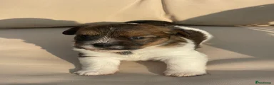 Jack Russell 2
