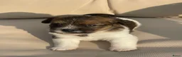 Jack Russell dogs for sale: Jack Russell rough coated for sale  - Advert 10