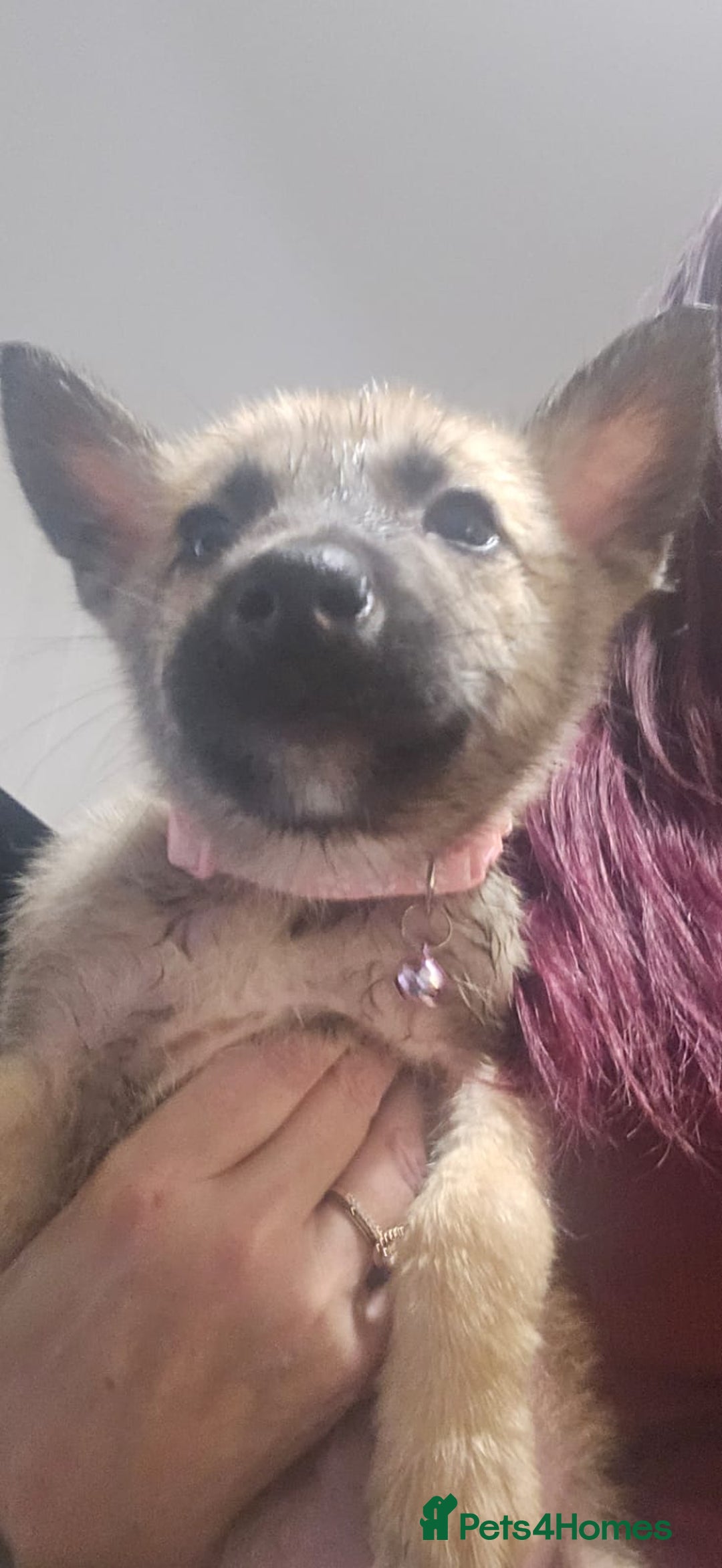 Belgian Shepherd Dog dogs for sale: Stunning Belusky Puppies! Ready Now! - Advert 6