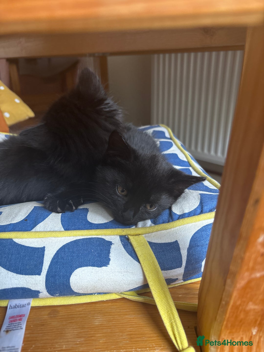 Mixed Breed cats for sale: Kittens for sale  - Image 5