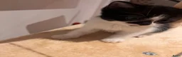 Himalayan cats for sale: Himalayan cross - Advert 8