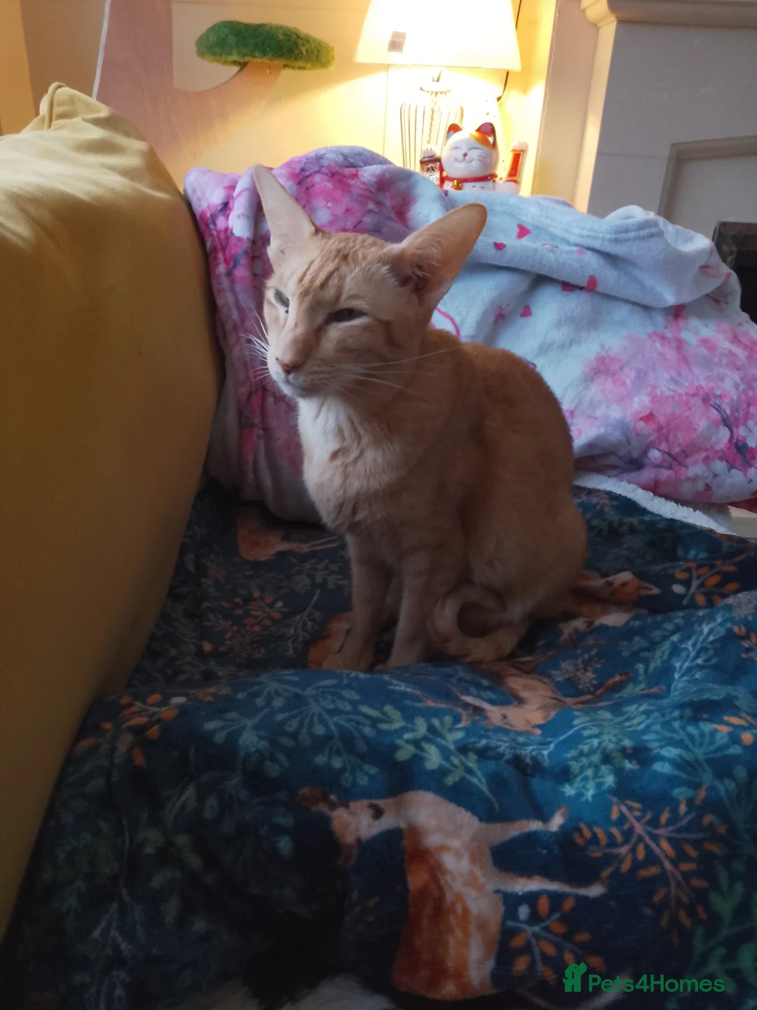 Oriental cats for sale: Little full fire oriental female  - Advert 2