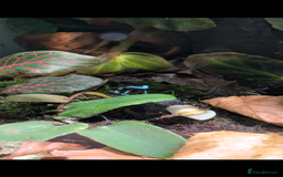 Frog reptiles for sale: Dendrobates auratus Panama special dart frogs  - Image 2