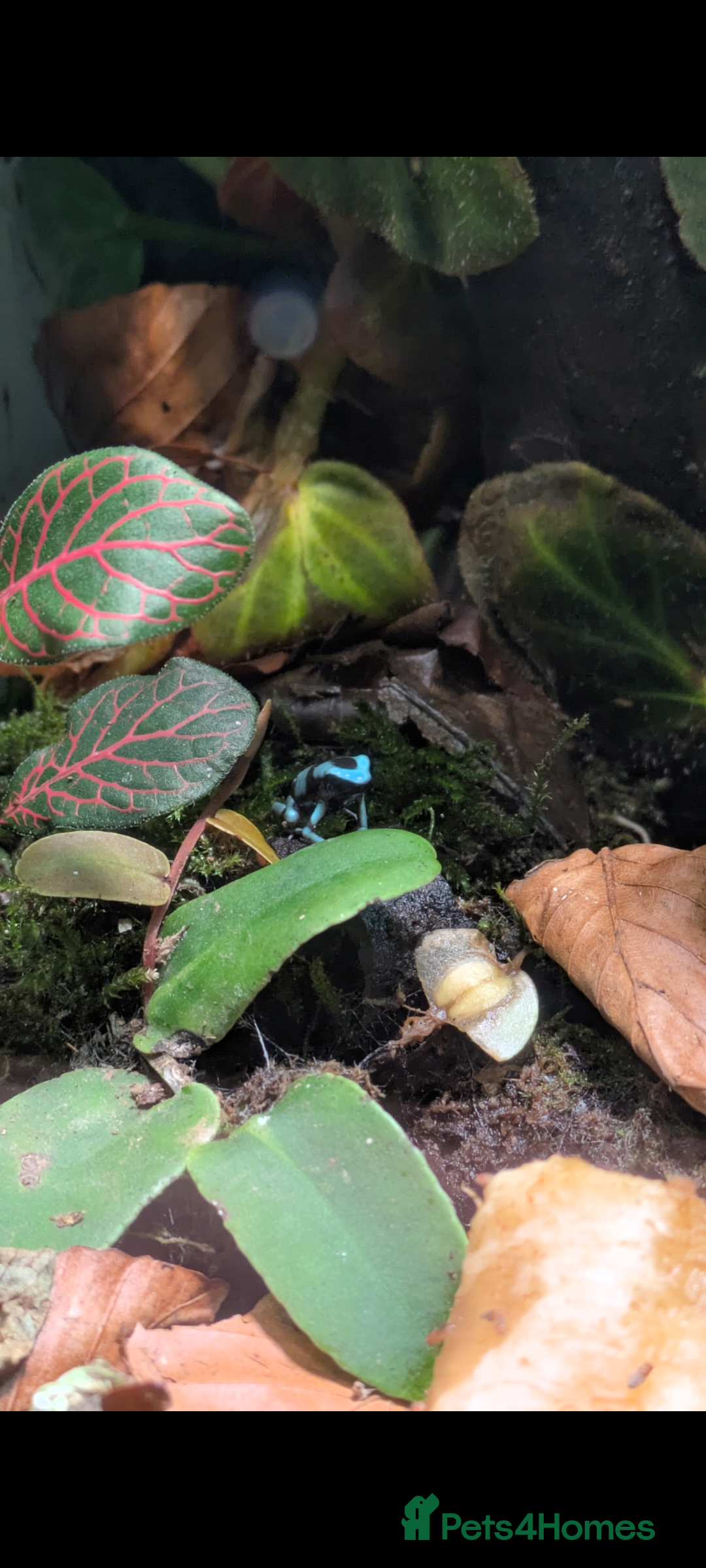 Frog reptiles for sale: Dendrobates auratus Panama special dart frogs  - Image 2