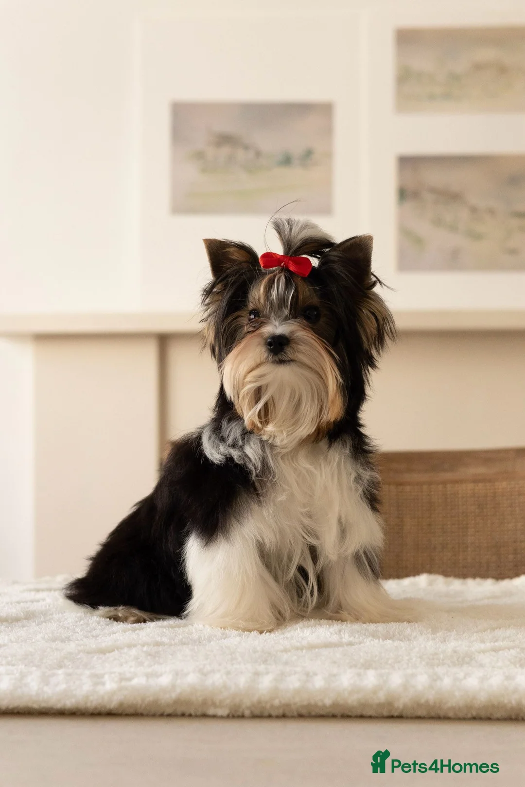 Biewer Terrier dogs for sale: Tiny Biewer Terrier Girl - FCI pedigree  in London - Advert 3