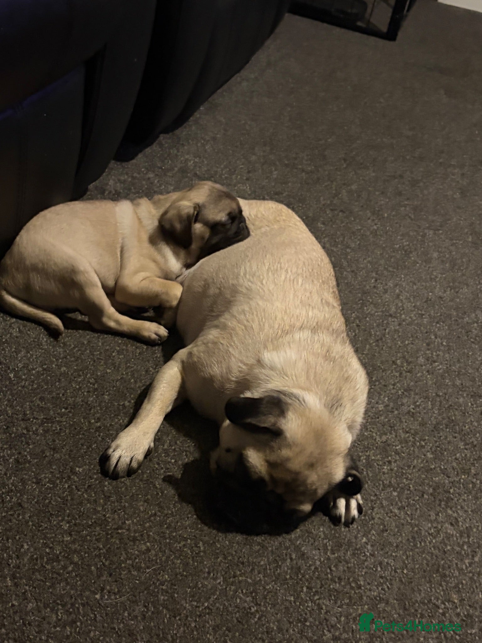 Pug dogs Male pug  - Advert 4