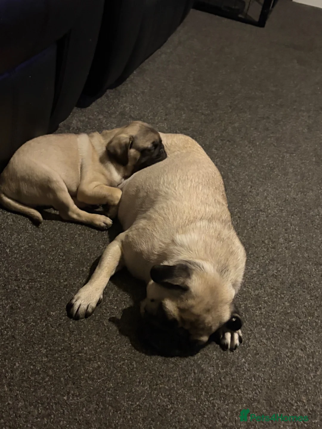 Pug dogs for sale: Male pug  - Advert 1