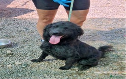 Mixed Breed dogs for adoption: 🐾Nora - a cheerful little star in a compact frame - Image 4