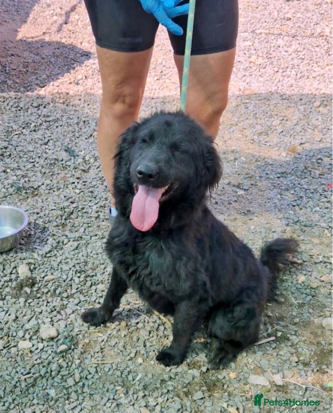 Mixed Breed dogs for adoption: 🐾Nora - a cheerful little star in a compact frame - Image 4