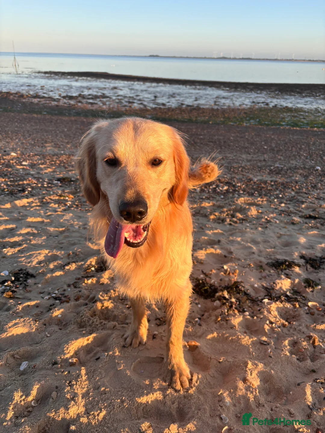 Golden Retriever dogs for stud: KC Reg Golden Retriever Stud - Advert 6