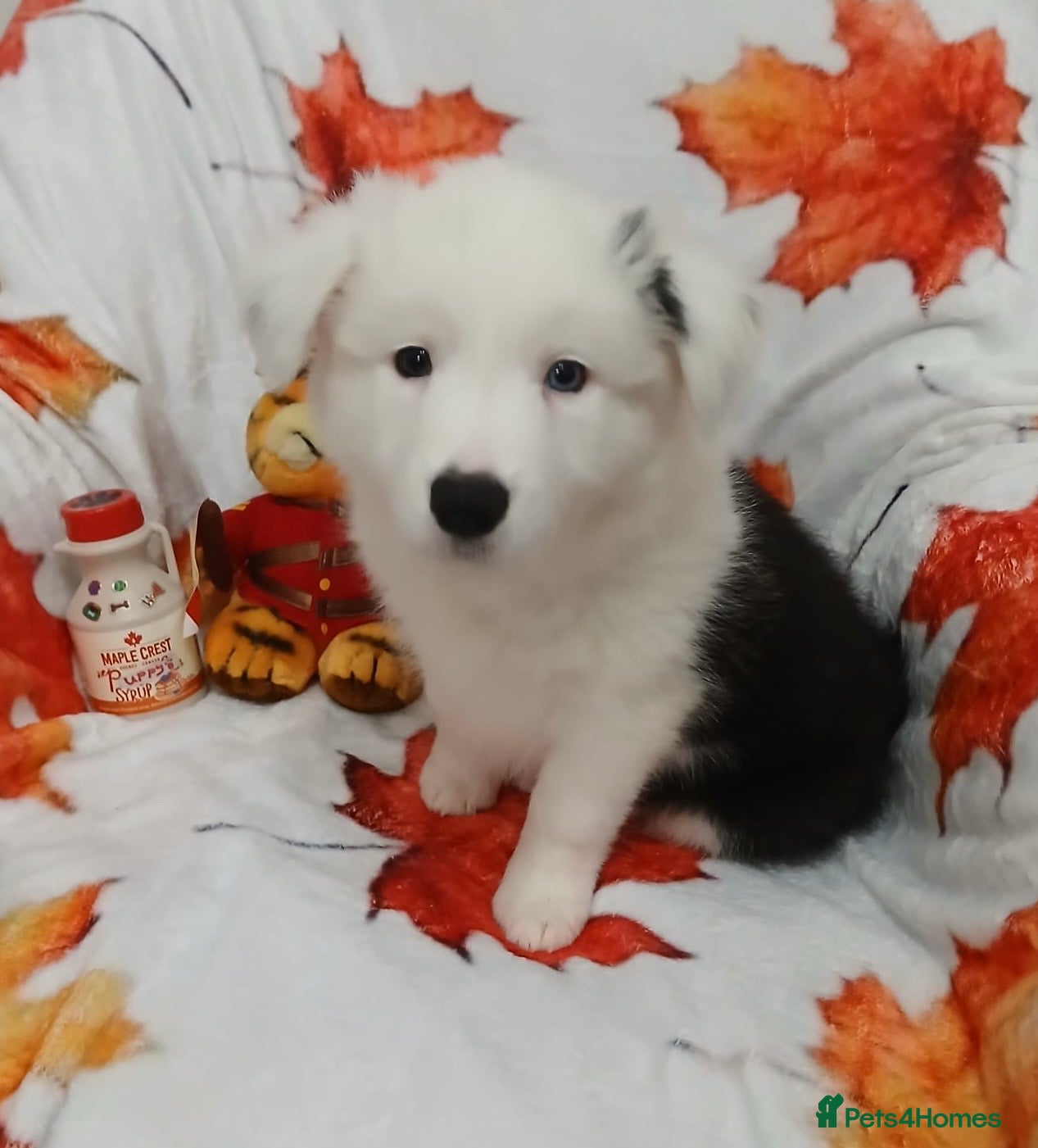 Border Collie dogs LAST ONE KC reg Border Collie Puppy  - Advert 3
