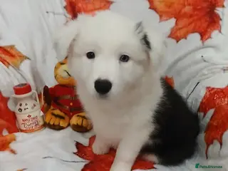 Border Collie dogs LAST ONE KC reg Border Collie Puppy - Advert 3