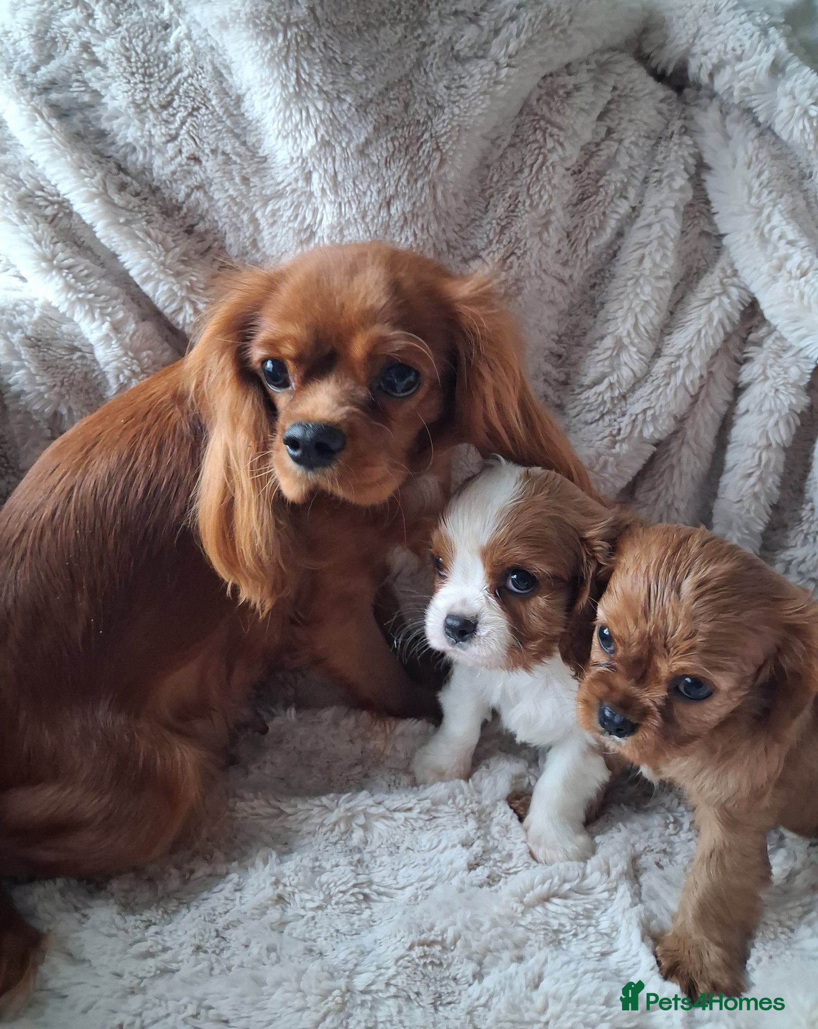 Cavalier King Charles Spaniel dogs Adorable King Charles Cavalier Pups - Advert 1